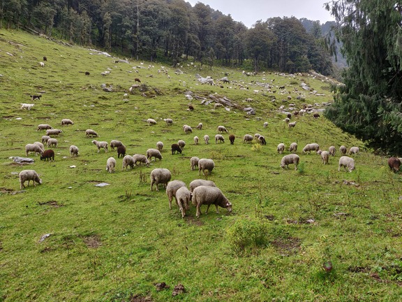 Sheeps on the hike towards Palachak